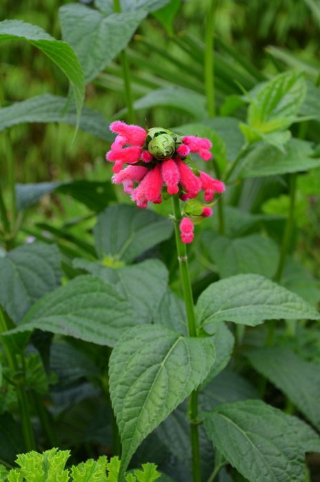 Salvia oxyphora (6)